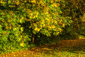 Naklejka premium Autumn in colors