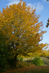 Naklejka premium Autumn in colors