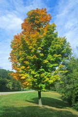 Tree with changing leaves, IL