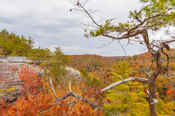 Lilly Bluff Overlook at Obed