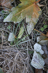 leaves and grass covered with hoarfrost