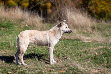 Small stray dog in grass