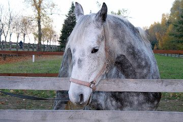 Portrait of beautiful horse in paddock