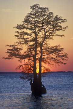 Silhouette Of Tree In James River, Jamestown VA