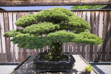 Fototapeta na wymiar Japanese Bonsai tree from 1625 AD in National Arboretum, Washington D.C.