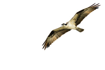 Obraz premium Lone Osprey Hunting on the Wing on a White Background