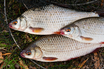 Close up view of the several roach fish just taken from the wate