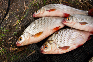 Pile of freshwater roach fish as background.