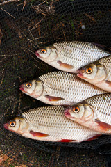 Pile of freshwater roach fish as background.