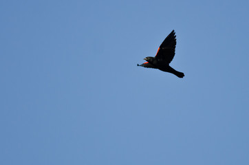 Red Winged Blackbird Flying in a Blue Sky