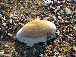 Разноцветный мир морских ракушек