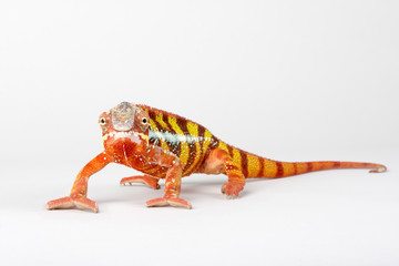 Chameleon on a white background