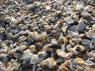 Разноцветный мир морских ракушек