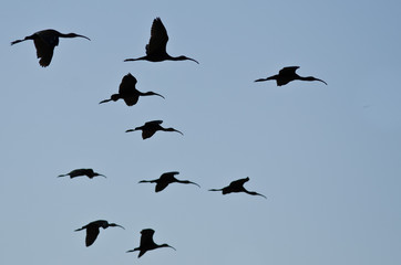 Flock of Silhouetted White-Faced Ibis Flying in a Blue Sky