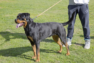 Female Rottweiler specimen at a dog exhibition