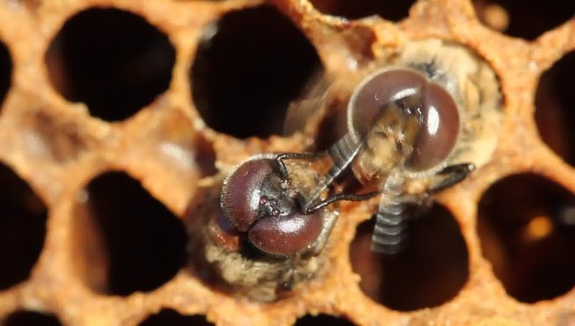 The attack Varroa mites on young drones.
Varroa mite - a dangerous parasite to bees.
