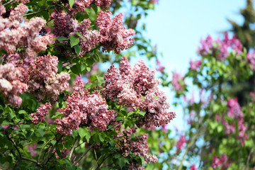 Beautiful lilac flowers  