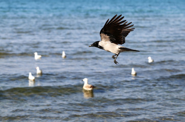 Beautiful raven flying  