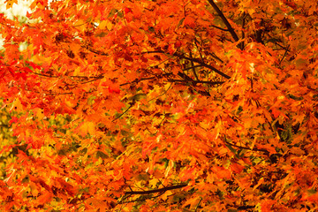 autumn leaves fall trees nature background