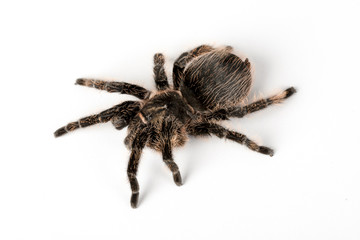 A Tarantula spider on an isolated white background