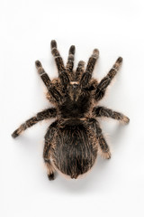 A Tarantula spider on an isolated white background
