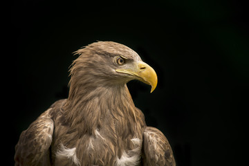 A portrait of a Sea Eagle