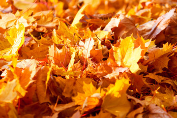 dry autumn maple leaves on the ground
