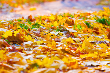 fallen leaves on the ground