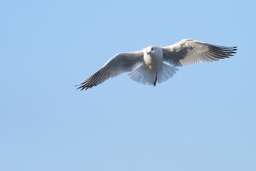 Black-headed Gull, Chroicocephalus ridibundus