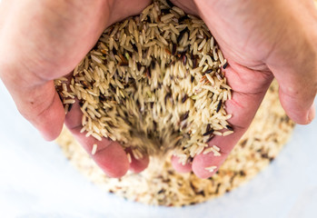 Hand holding raw brown rice