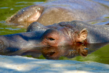 hippopotamus curious