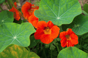 Nasturtiums orange colors, growing in pot