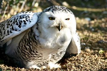 snowy owl