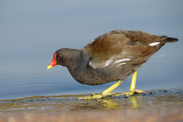 Moorhen, gallinula chloropus