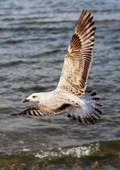 Beautiful seagull sea  