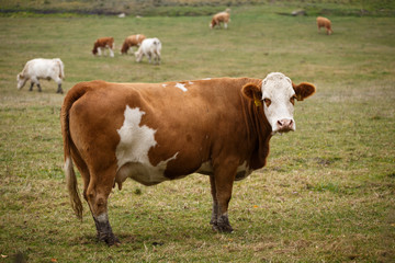 Fototapeta na wymiar Cows grazing on autumn pasture