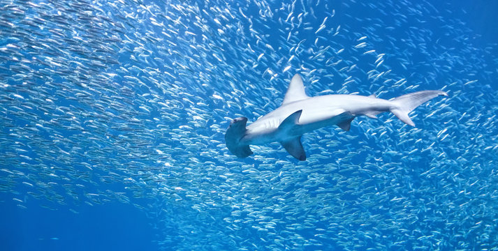 Scalloped Hammerhead Shark (Sphyrna Lewini) In A School Of Fish