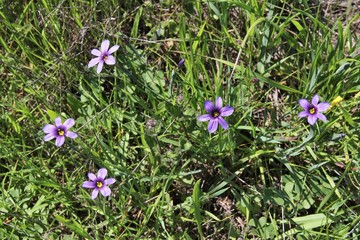Californian blue-eyed grass