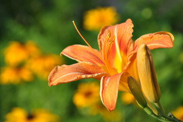 Beautiful orange lily (lillium, daylilly) in the garden