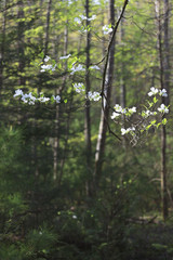 Wild dogwood trees in bloom in Smokey Mountain National Park.