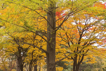 Fototapeta na wymiar Autumn Color