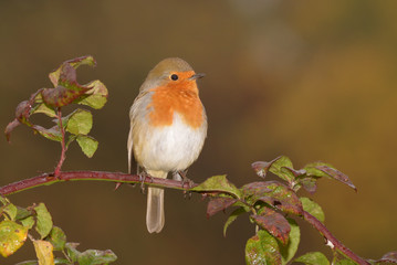 Robin, Erithacus rubecula