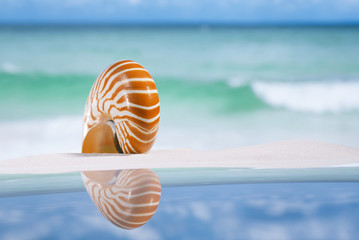 nautilus shell on white sandy beach sand under the sun light