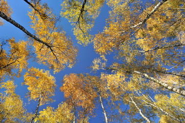 Colorful autumn trees seen from down