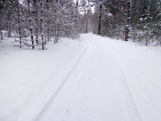 Obraz premium Forest road in the winter season