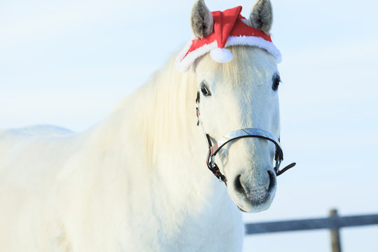 horse with santa hat
