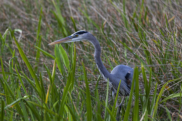 Blue Heron stalks prey in tall grass.