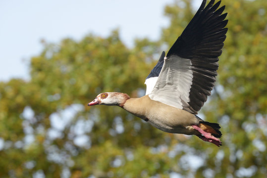 Egyptian Goose in the flight.