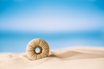 sea urchin  on white sand beach