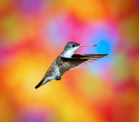 Violet Crowned Hummingbird. Using different backgrounds the bird becomes more interesting and blends with the colors. These birds are native to Mexico and brighten up most gardens where flowers bloom.